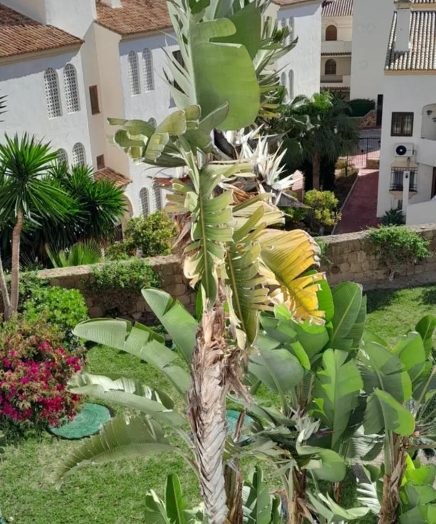 Appartment Urbanizacion Duquesa Suites Golf And Garden Beautiful View Manilva Spain